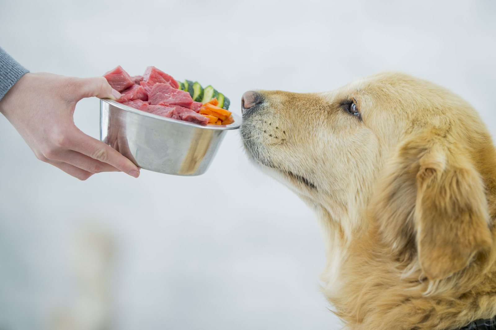 Everything You Need To Know About The Dog Food
