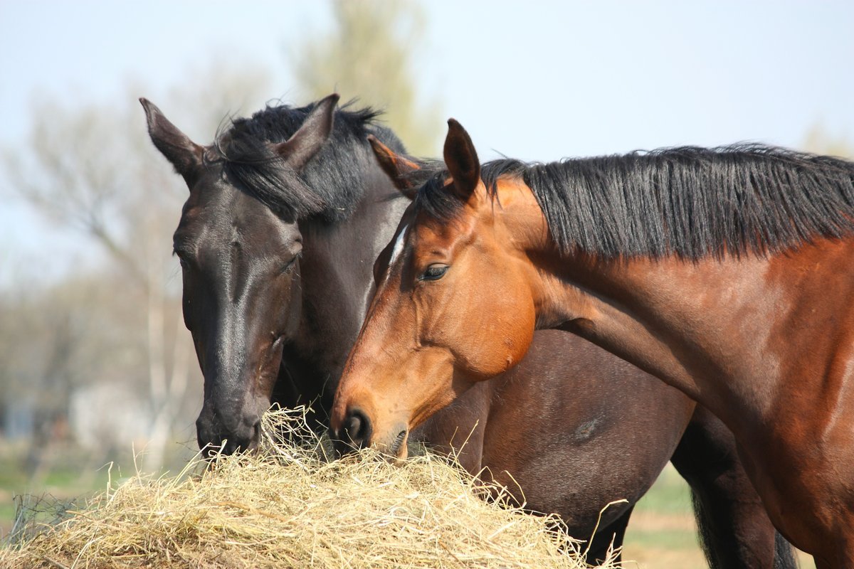 The Mysterious Ailment: Uncovering the Causes and Treatments for Coughing in Horses 